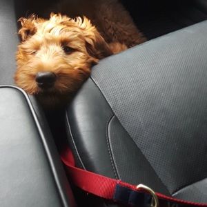 Meet your Posher, Patrick